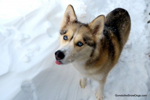 Husky dog in the snow
