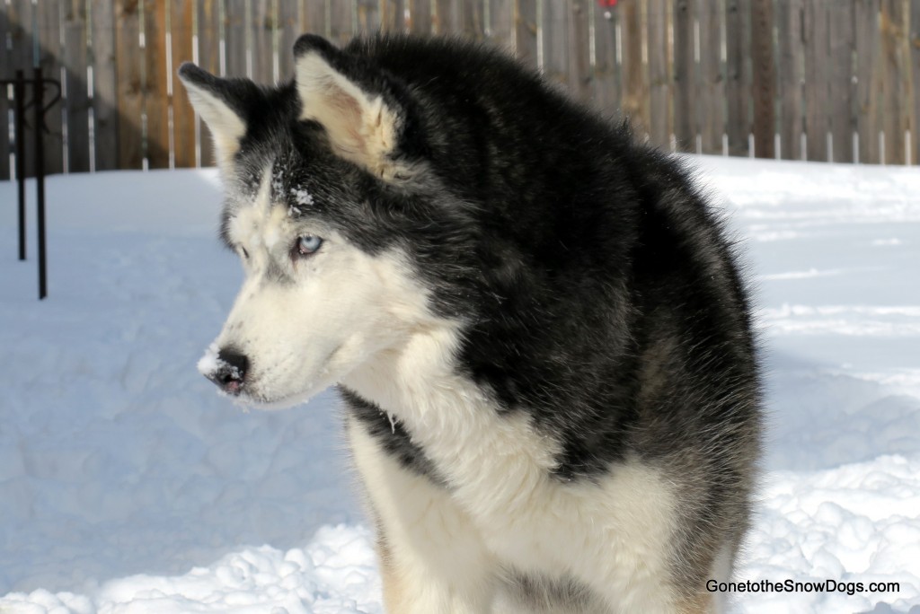 Cute dog in the snow