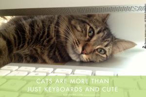 Cats are more than just keyboards and cute
