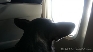 Chuy on an airplane
