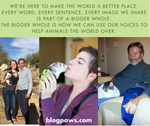 pet bloggers use their voice in service to pets the world over