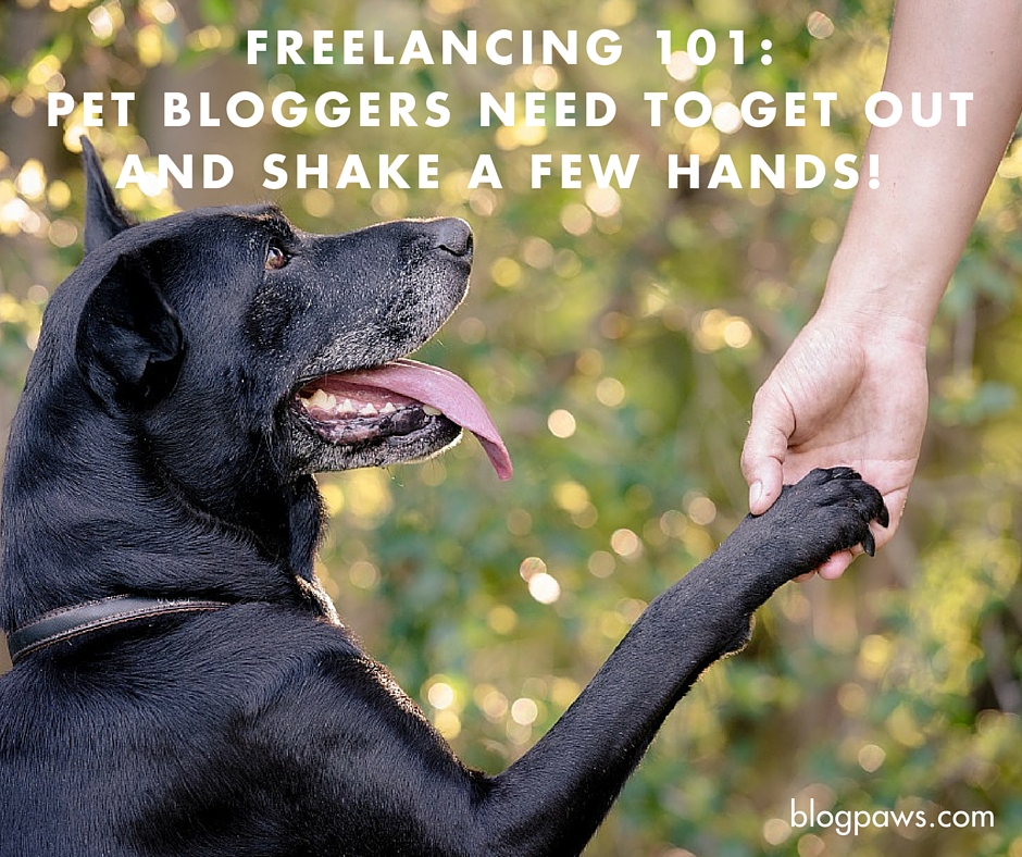 Networking for pet blogging success
