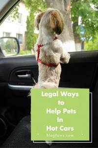 Legal Ways to Help Pets in Hot Cars