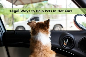Legal Ways to Help Pets In Hot Cars