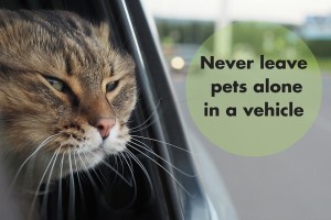 Never leave pets in hot cars
