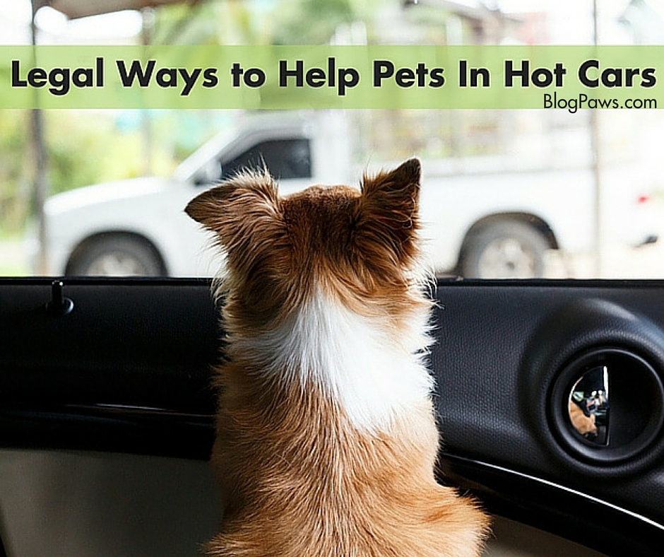 Legal Ways to Help Pets In Hot Cars
