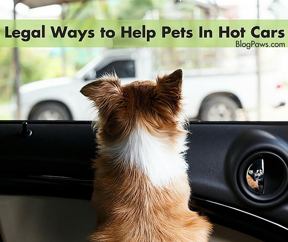 pets in hot cars