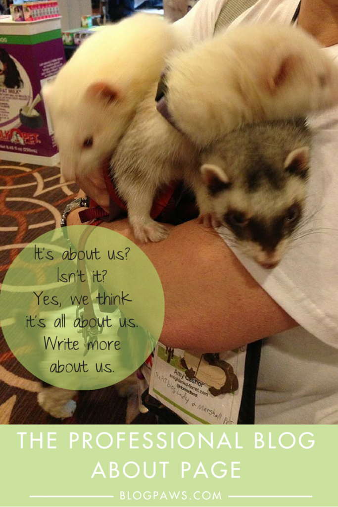 all about ferrets 