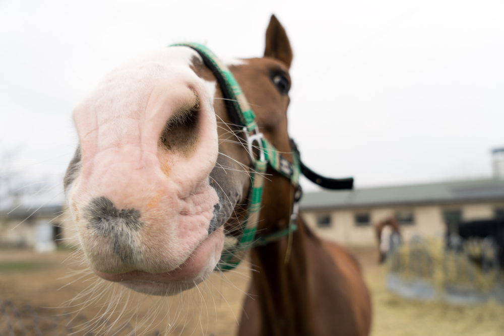 Wordless Wednesday Blog Hop: Horses Rock