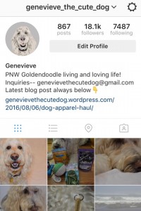 Genevieve the Cute Dog shares Instagram tips