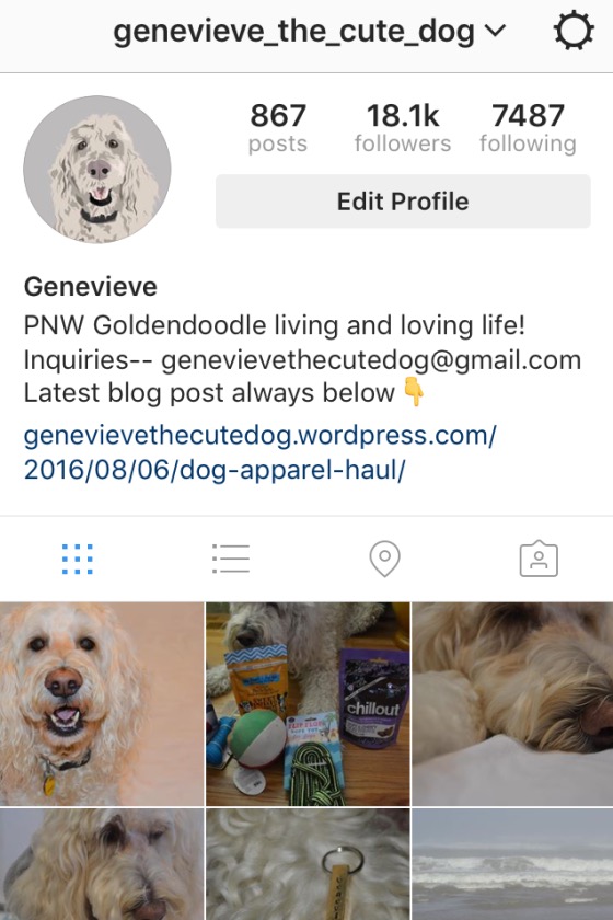 Genevieve the Cute Dog shares Instagram tips