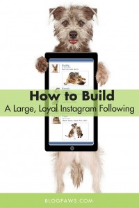 How to build a large following on Instagram