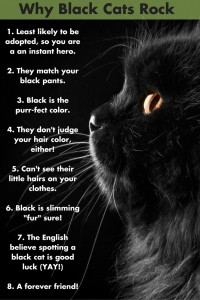 Black Cats Appreciation Day