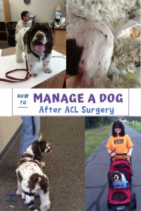 How to manage a dog with an ACL injury