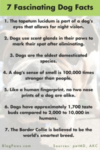 Fascinating Facts About Dogs