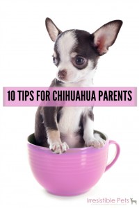 Chihuahua tips