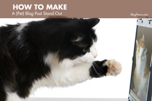 How to Make a Pet Blog Post Stand Out