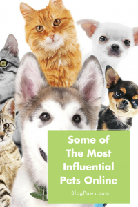 Some of The Most Influential Pets Online