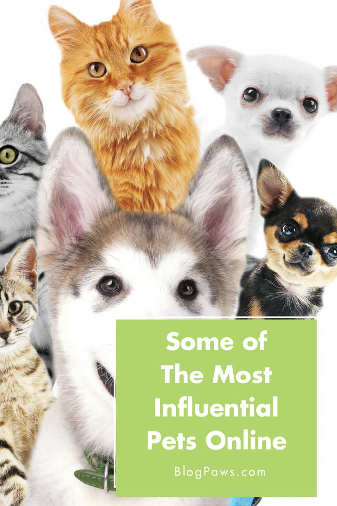 Some of The Most Influential Pets Online 