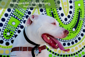 Pet Bloggers and Lifestyle Bloggers- Don't let the terms mislead you! | BlogPaws.com