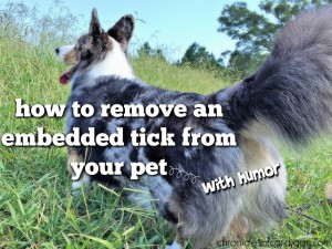 Remove a tick with ease