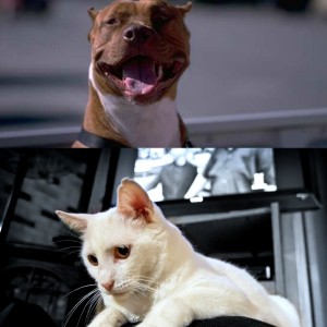 pit bull and cat