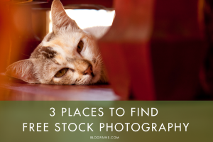 3 Places to Find Free Stock Photography | BlogPaws.com