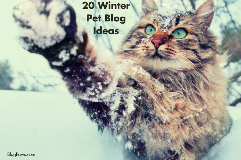 Pet blog winter ideas