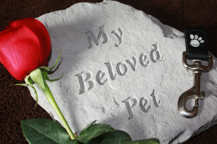 Wordless Wednesday Blog Hop: Pet Loss and Holidays