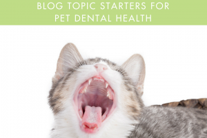 Ideas for pet dental health month