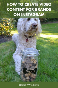 How to Create Video Content for Brands on Instagram | BlogPaws.com