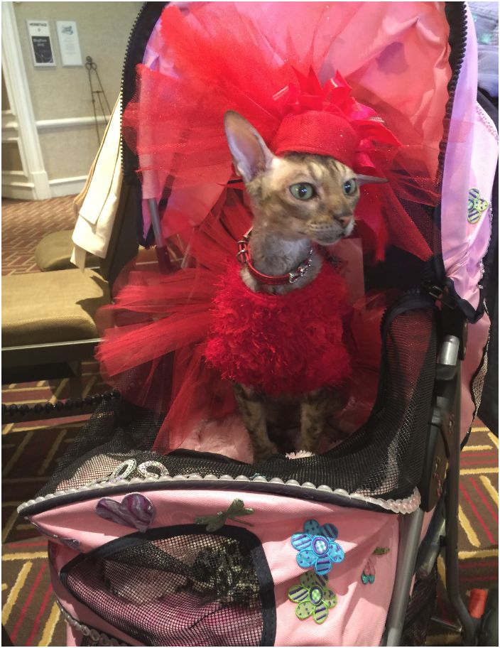 Cat in stroller at BlogPaws Conference