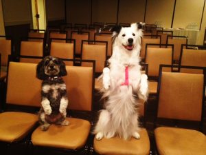 Pets at BlogPaws Conference