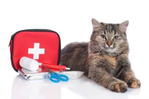 Disaster Preparedness for Pets and Their People