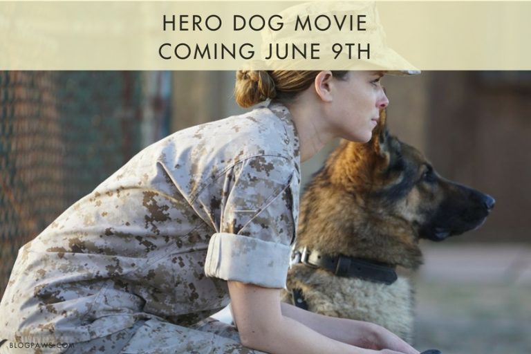 Hero Dog Movie Wants You Involved