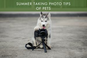Summer Taking Photo Tips