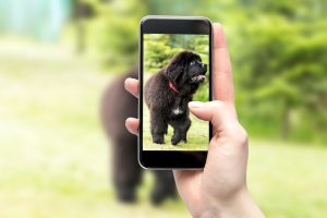 All the cool pets are doing it, so why shouldn’t your cool pet? Starting an Instagram account for your pet is easy.