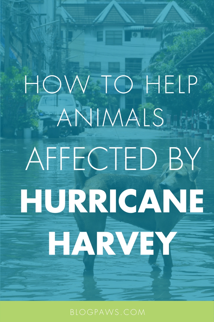 Hurricane Harvey Animal Help Resources Blog Hop