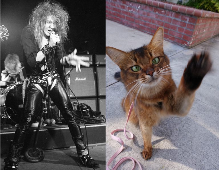 Blog Hop: Taking Photos of Pets Is Like Photographing Rock Stars