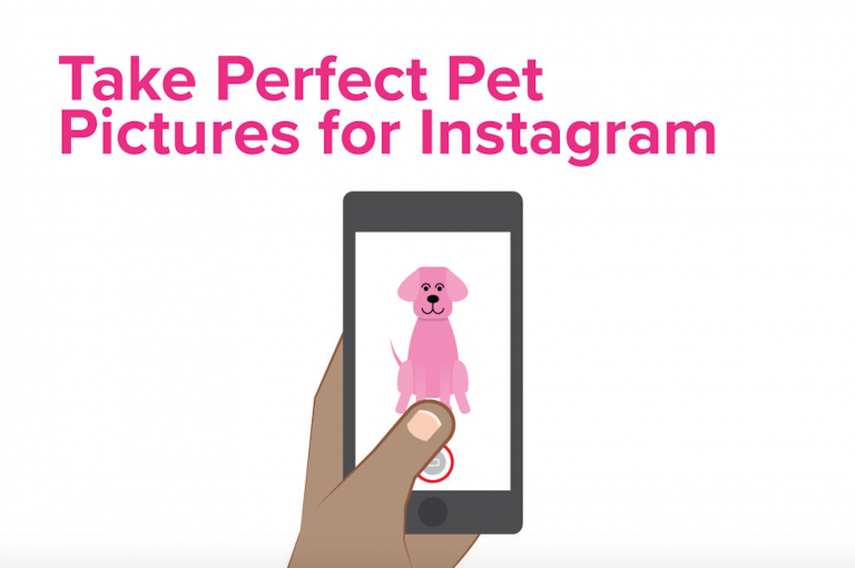 How to Take the Best Pet Pictures for Instagram