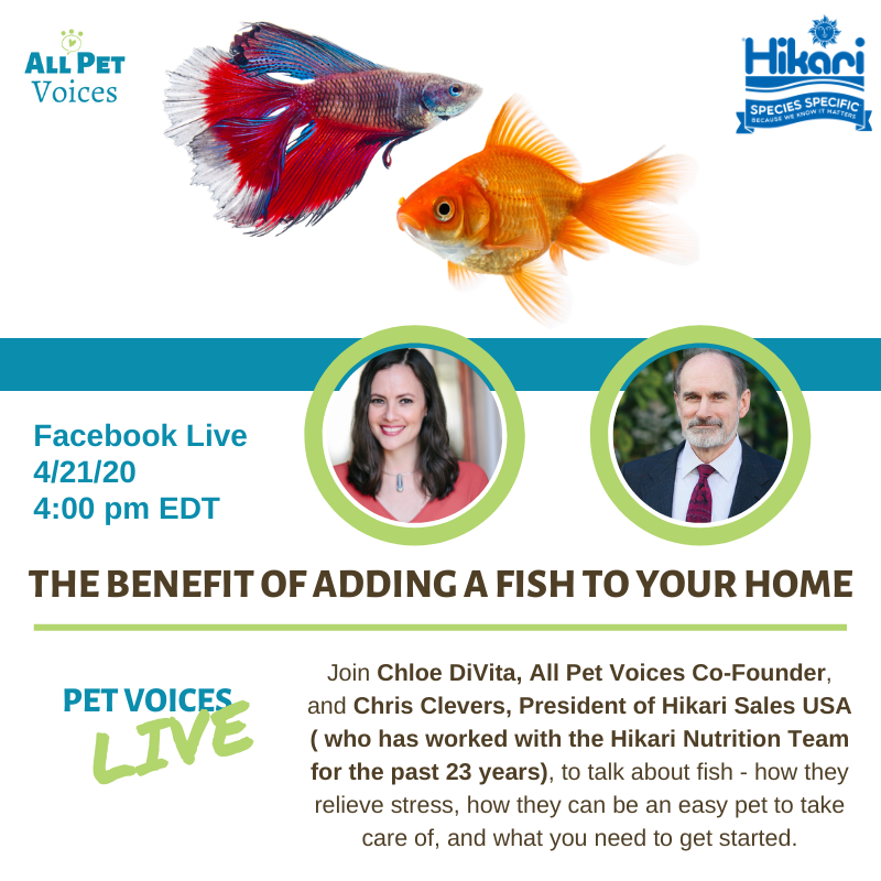 Fish as Pets