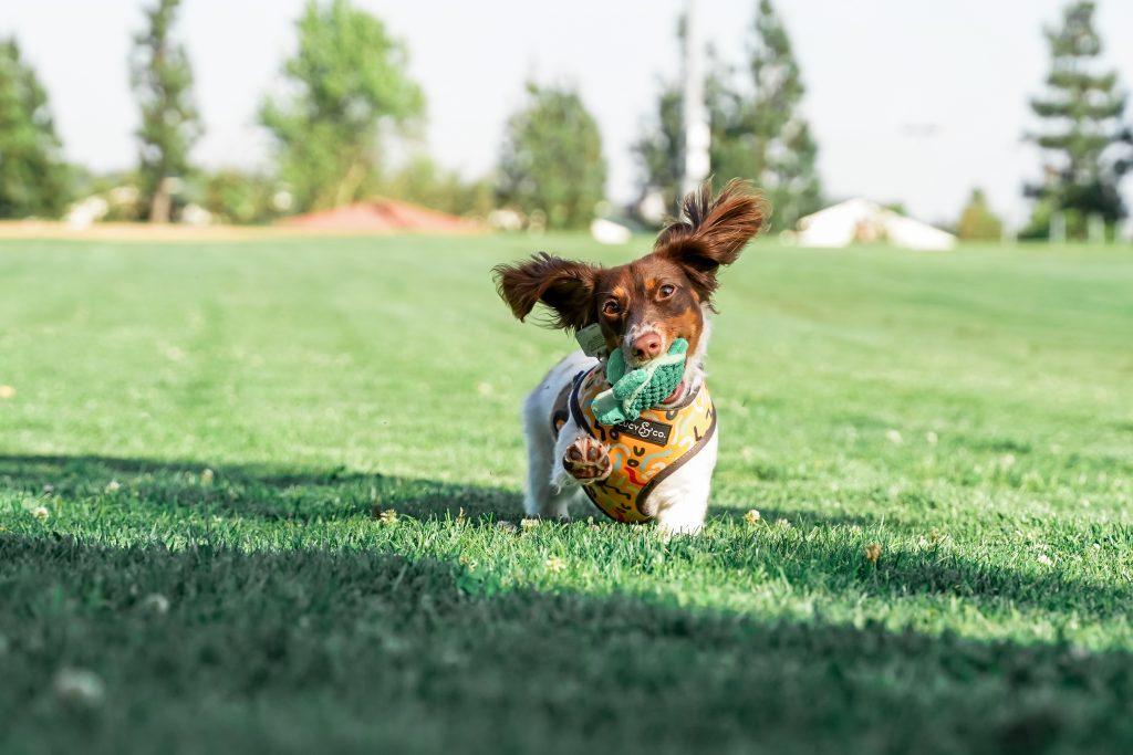 Small brown and white dog running in grass with Tall Tails toy in mouth