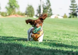 Small brown and white dog running in grass with Tall Tails toy in mouth
