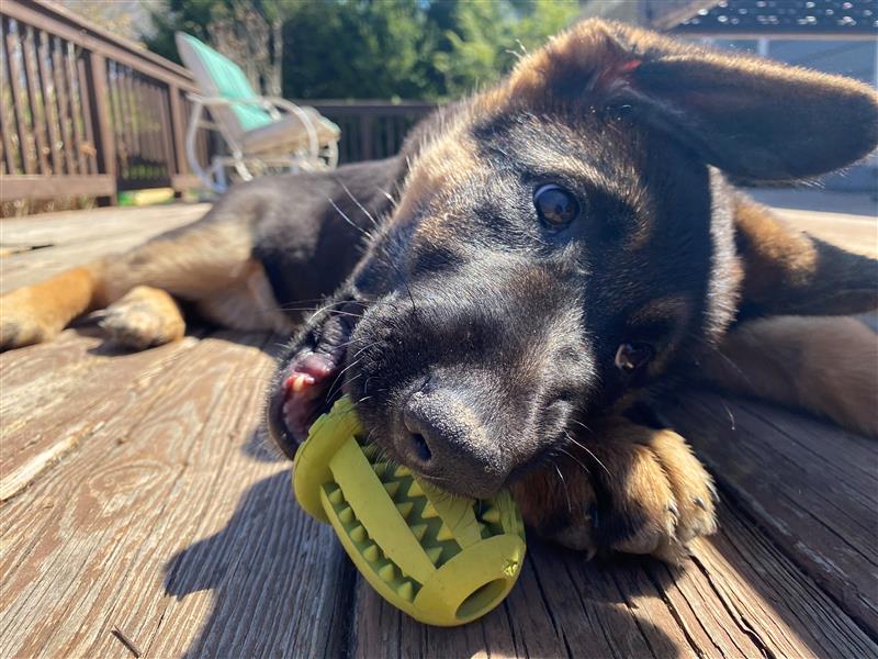 Puppy on deck playing with Tall Tails Green Pinecone Toy