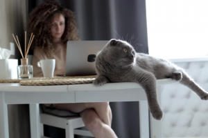 woman sitting at desk with computer and grey cat on desk