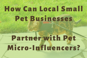 bengal cat walking on sidewalk on a leash with read harness on and title How Can Local Small Pet Businesses Partner with Pet Micro-Influencers