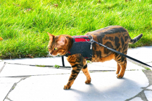 bengal cat walking on sidewalk on a leash with read harness on
