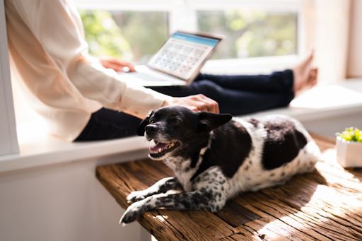 Dog on table with woman on laptop | How to Create Content Themes 