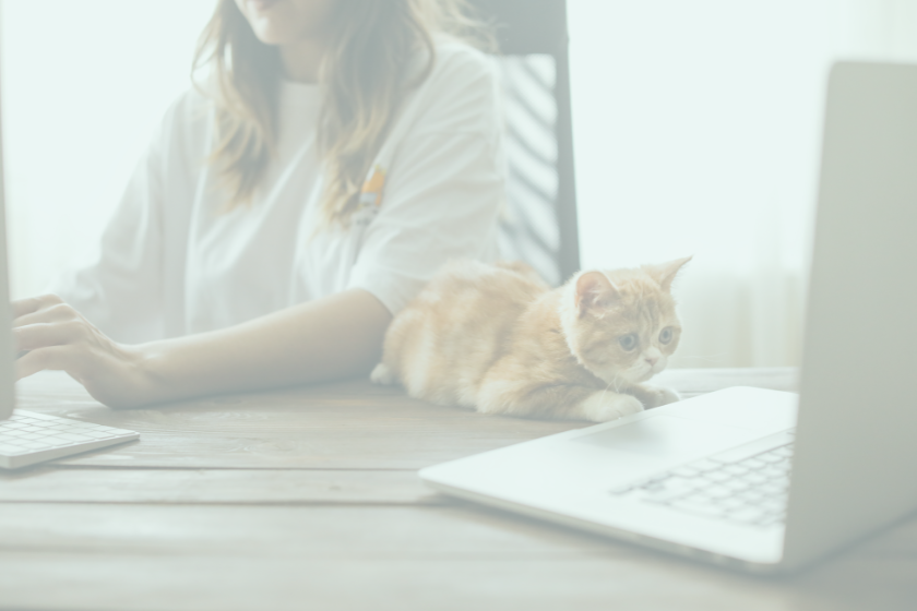 cat laying in front of an open laptop | How to Clean Your Email List