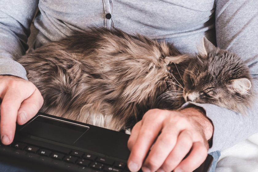 Cat in man's lap | How to Use Personalization in Email Marketing